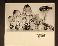 Inocybe sororia image