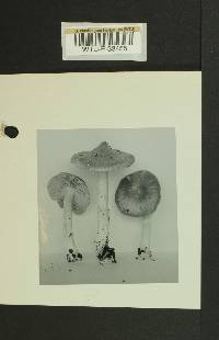 Inocybe armoricana image