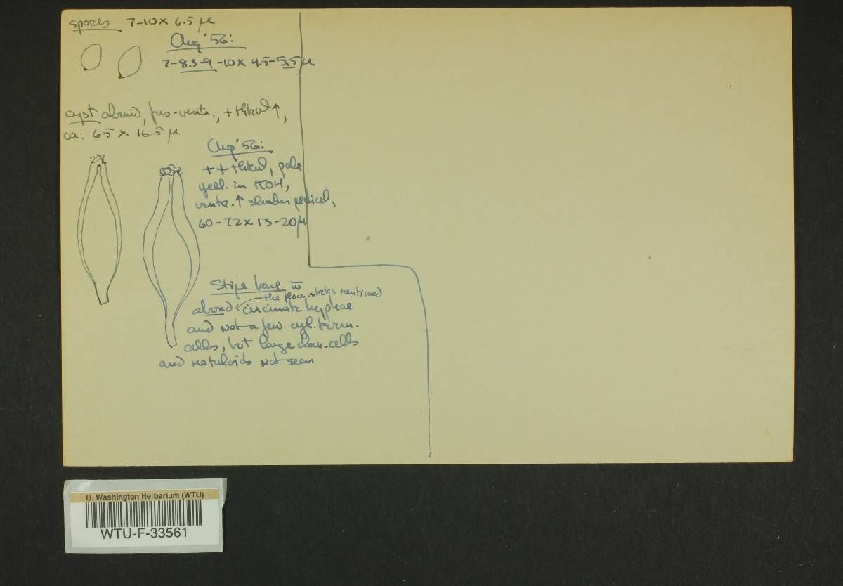 Inocybe hypophaea image