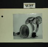Inocybe melanopoda image