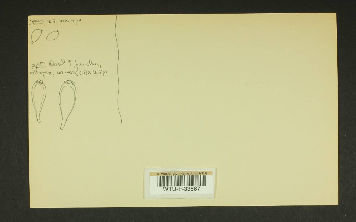 Inocybe picrosma image