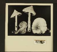 Inocybe sororia image