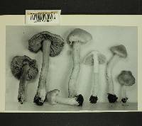 Inocybe picrosma image