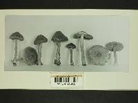 Inocybe obscura image