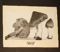 Inocybe armoricana image