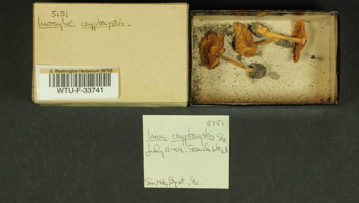 Inocybe cryptocystis image