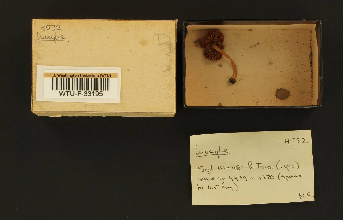 Inocybe holoxantha image