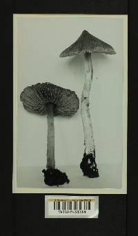 Inocybe neobrunnescens image