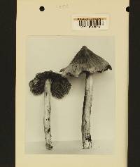 Inocybe fastigiata f. fastigiata image