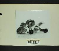 Inocybe melanopoda image
