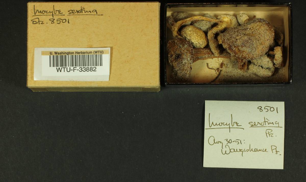 Inocybe serotina image