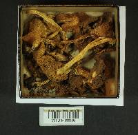 Inocybe lanatodisca image