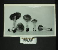 Inocybe flocculosa image