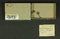Inocybe lacera f. gracilis image