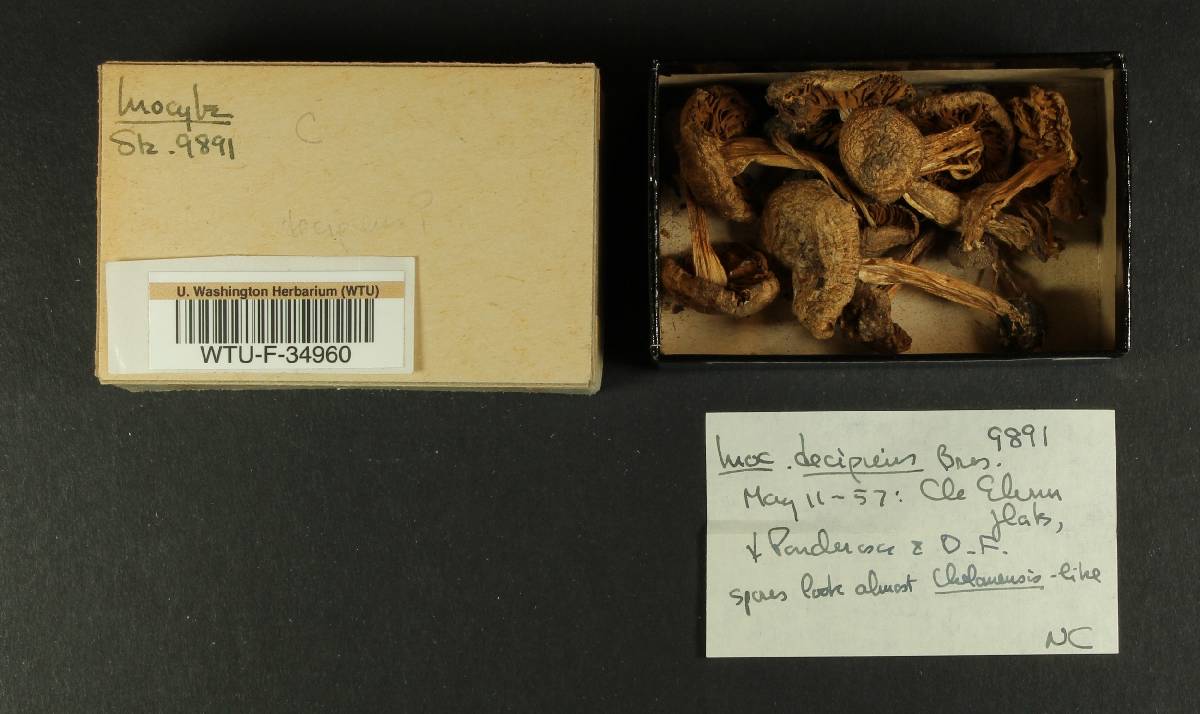 Inocybe decipiens image