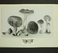 Inocybe subbrunnea image