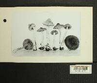 Inocybe subdestricta image