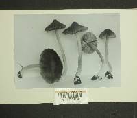 Inocybe subbrunnea image