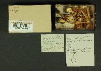 Inocybe mixtilis image