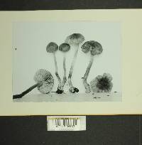 Inocybe lacera image