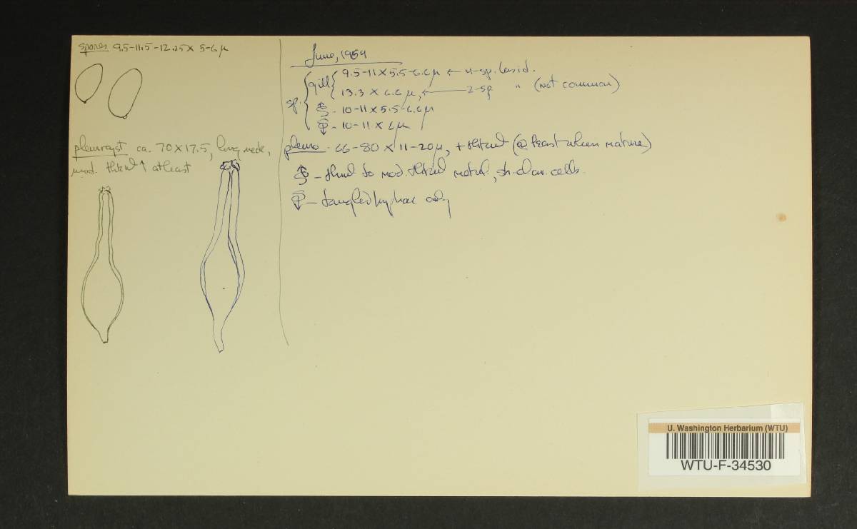 Inocybe subdestricta image