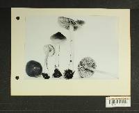 Inocybe subdestricta image