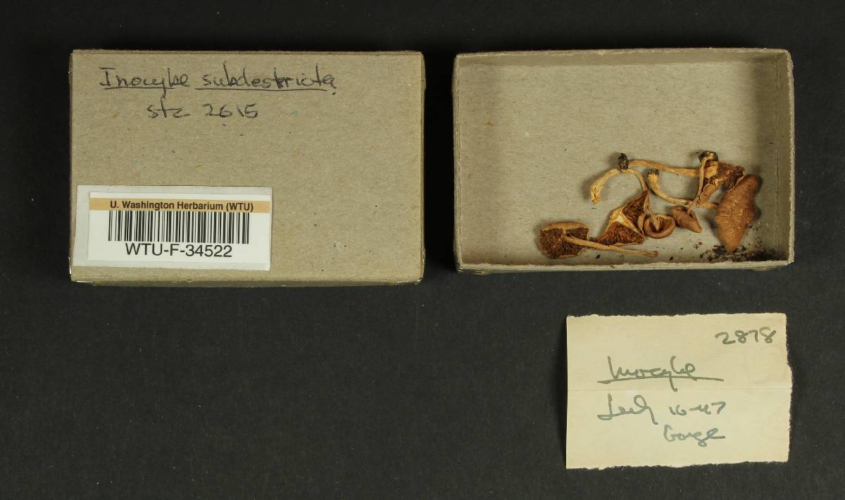 Inocybe subdestricta image