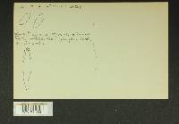 Inocybe lacera image