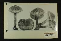 Inocybe atripes image