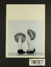 Inocybe nigrescens image