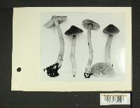 Inocybe subdestricta image