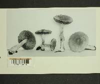 Inocybe posterula image