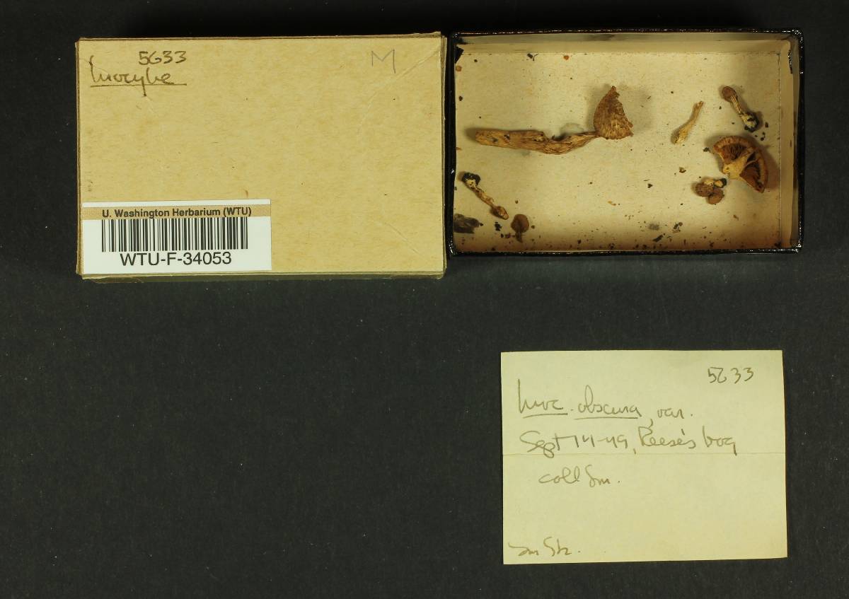 Inocybe obscura image