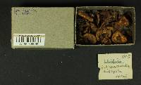 Inocybe luteifolia image