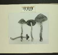 Inocybe obscura image