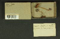Inocybe lacera image