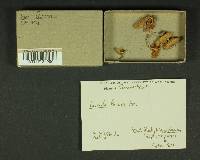 Inocybe lacera image