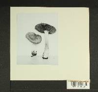 Inocybe subdestricta image