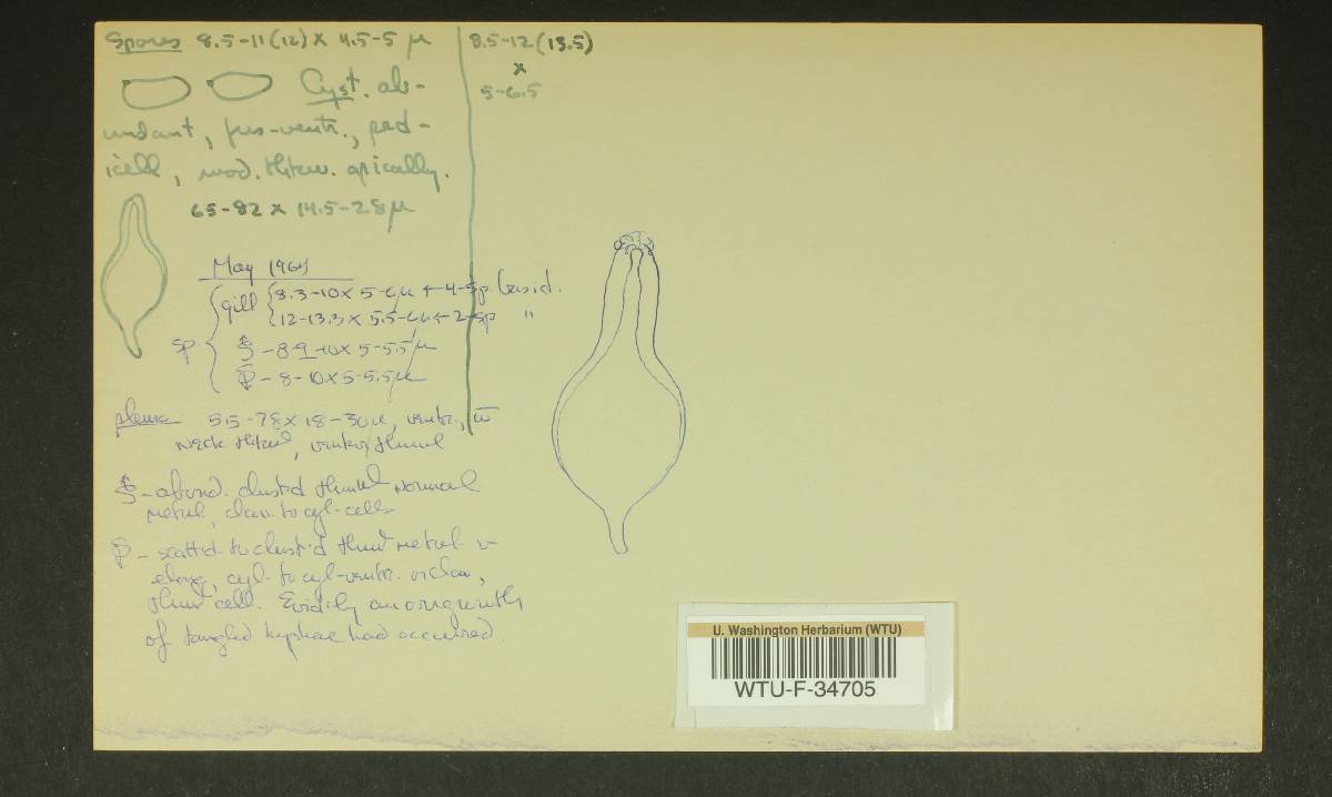 Inocybe subdestricta image