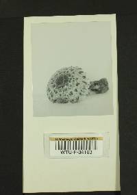 Inocybe corydalina f. griseola image