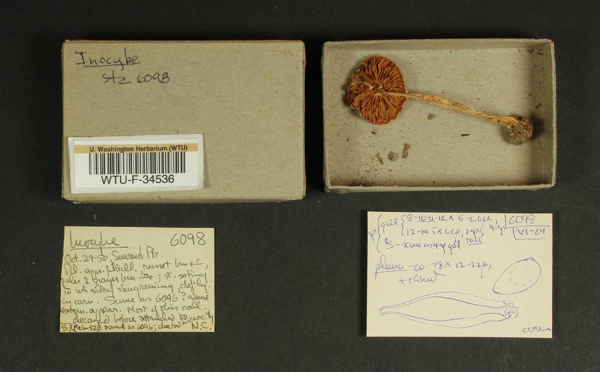 Inocybe subdestricta image