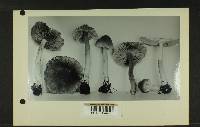 Inocybe laetior image