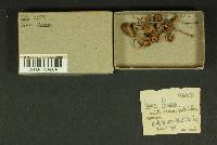 Inocybe lacera image