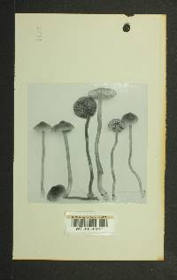 Inocybe subexilis image