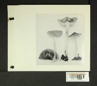 Inocybe subdestricta image