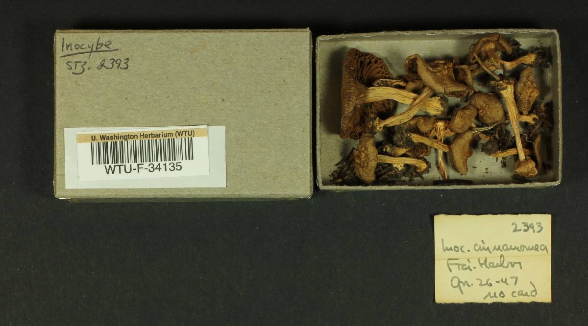 Inocybe cinnamomea image