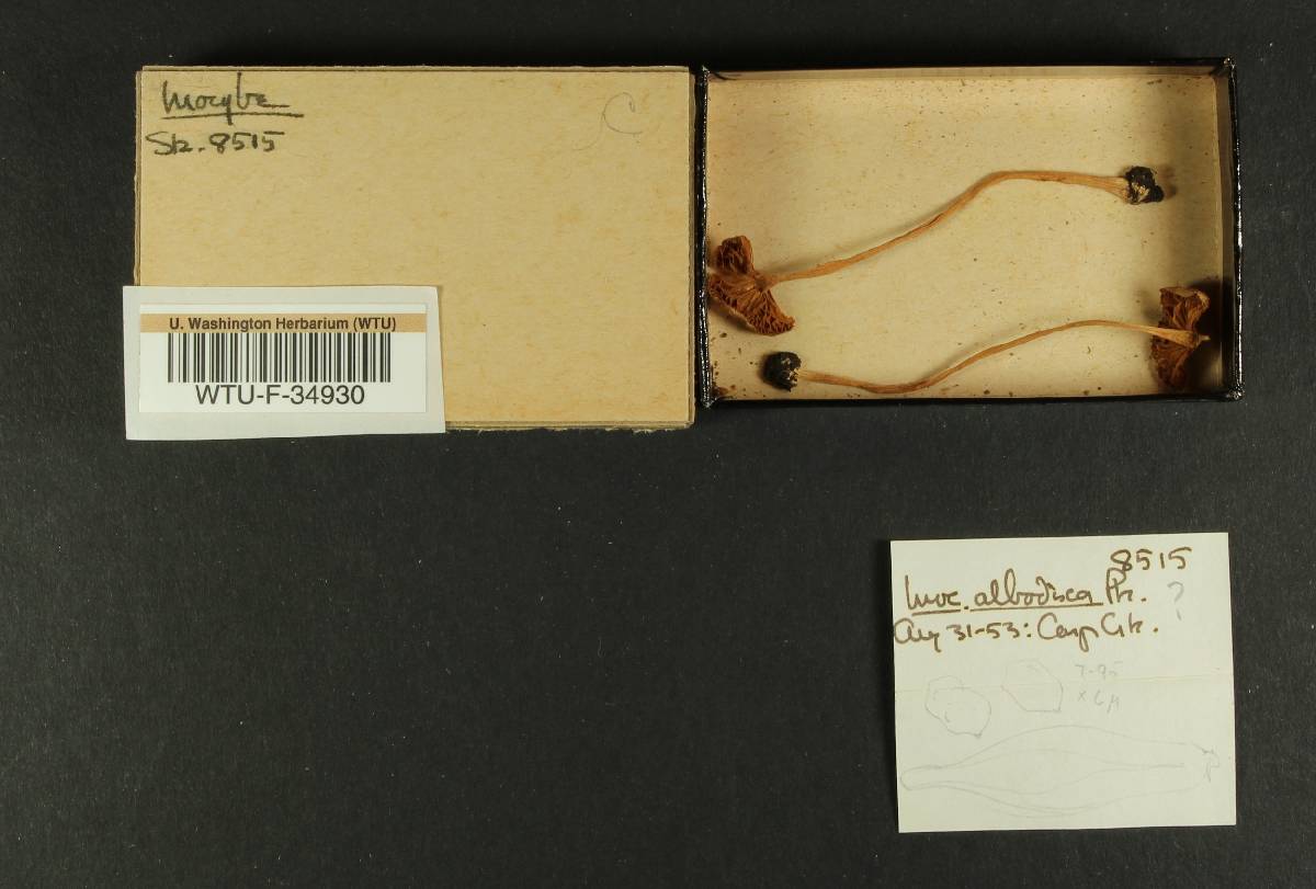 Inocybe albodisca image
