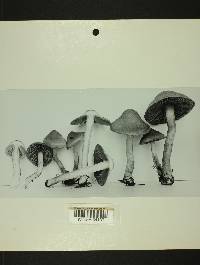 Inocybe cinnamomea image