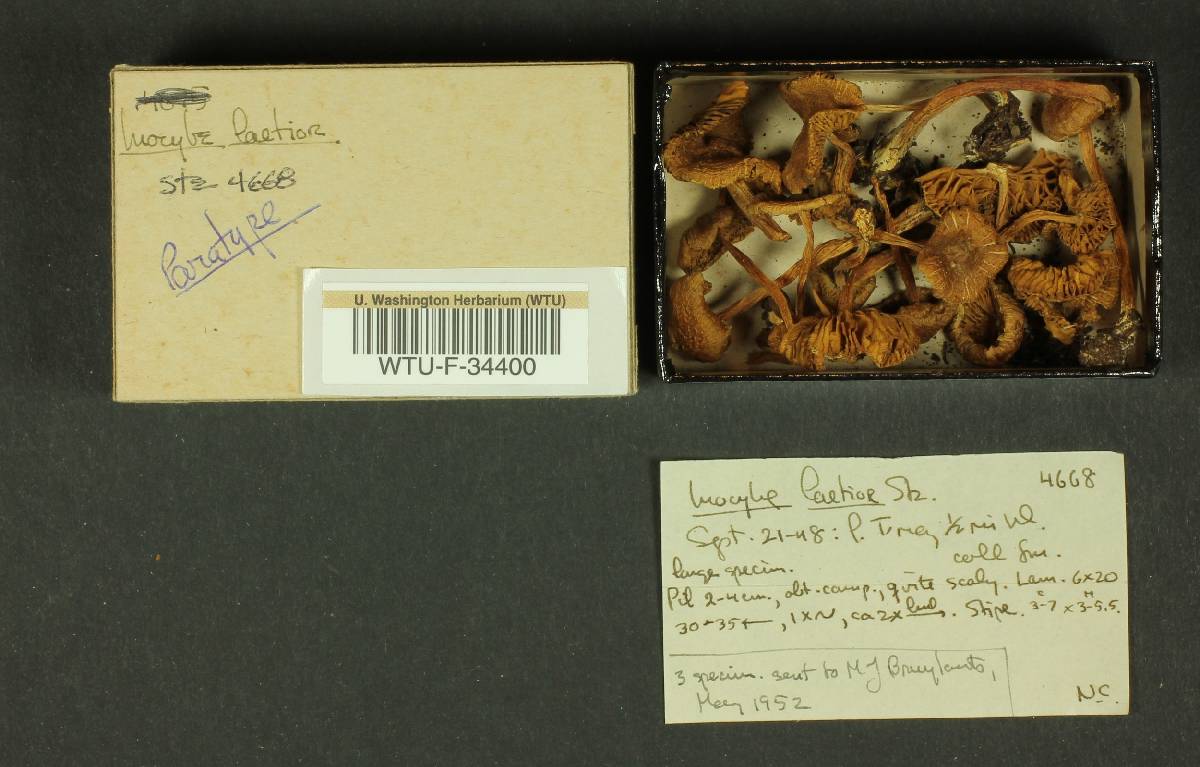 Inocybe laetior image