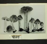 Inocybe laetior image